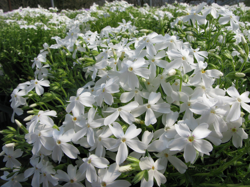Phlox subulata 'White Delight'